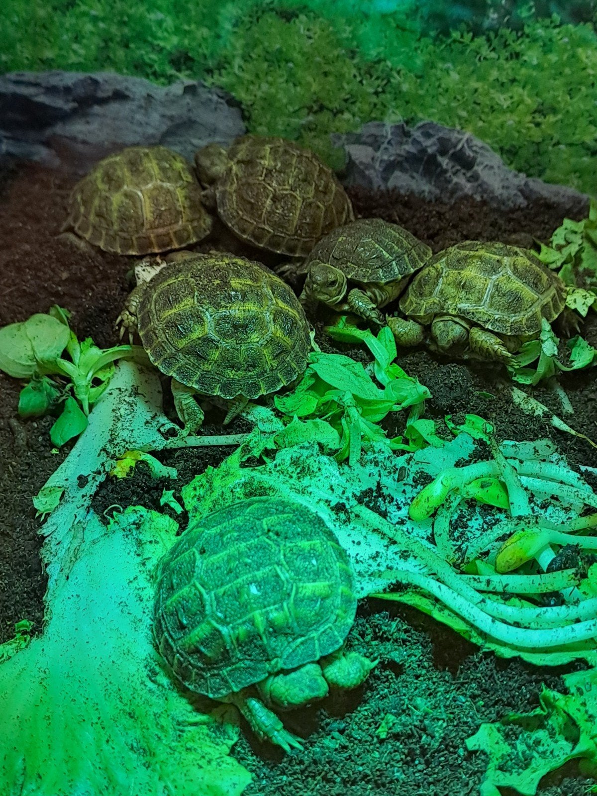 Jonge Russische baby  4teen schildpadjes