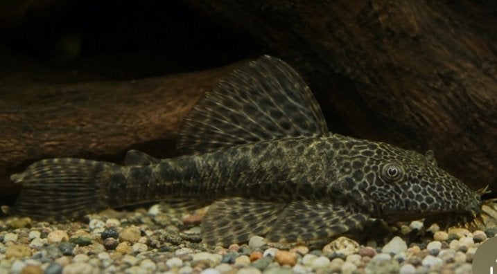 Ancistrus couleur sauvage + frais d'expédition, Poisson, Poisson d'eau douce