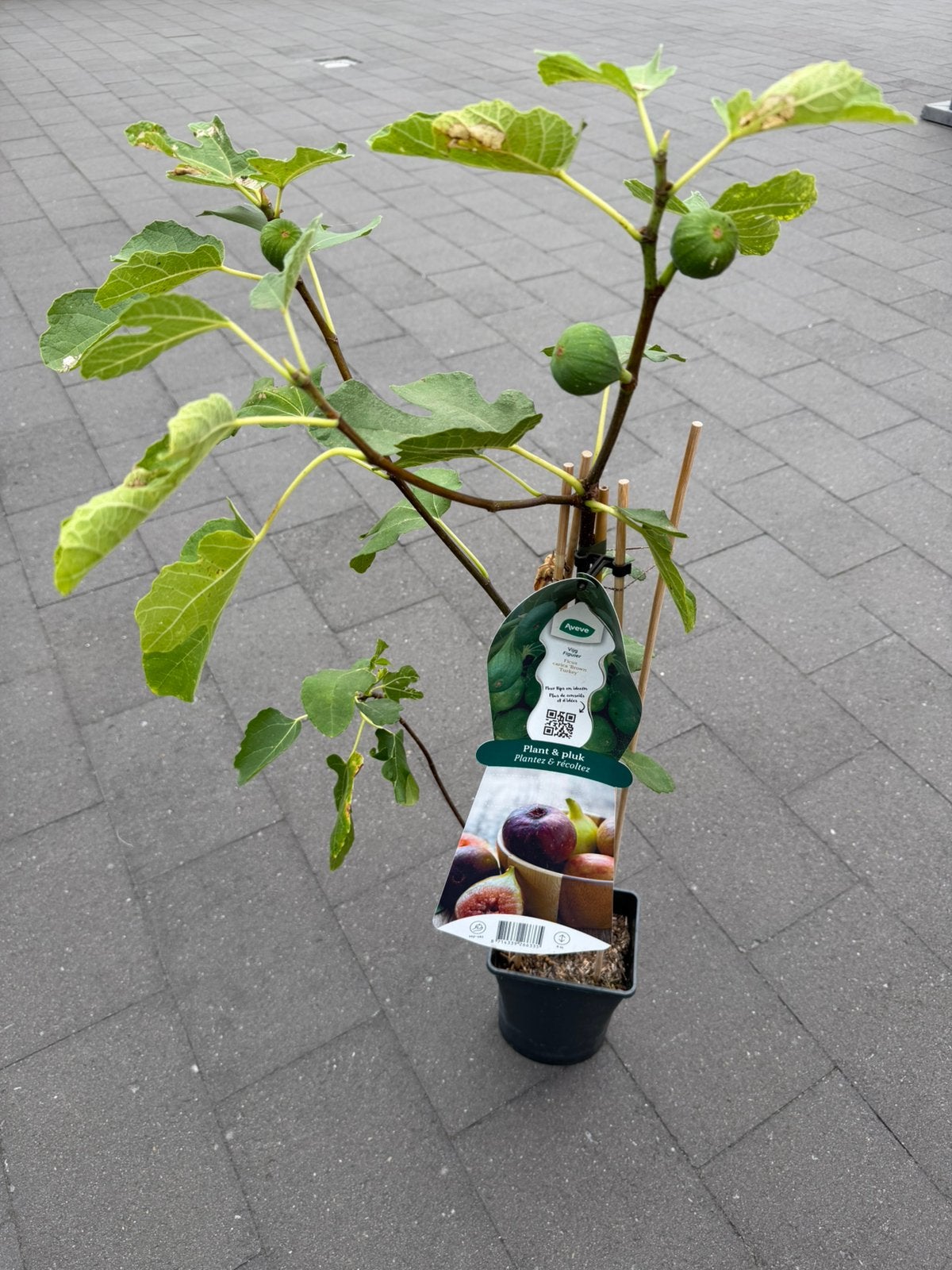 Vijgenboom, Ophalen