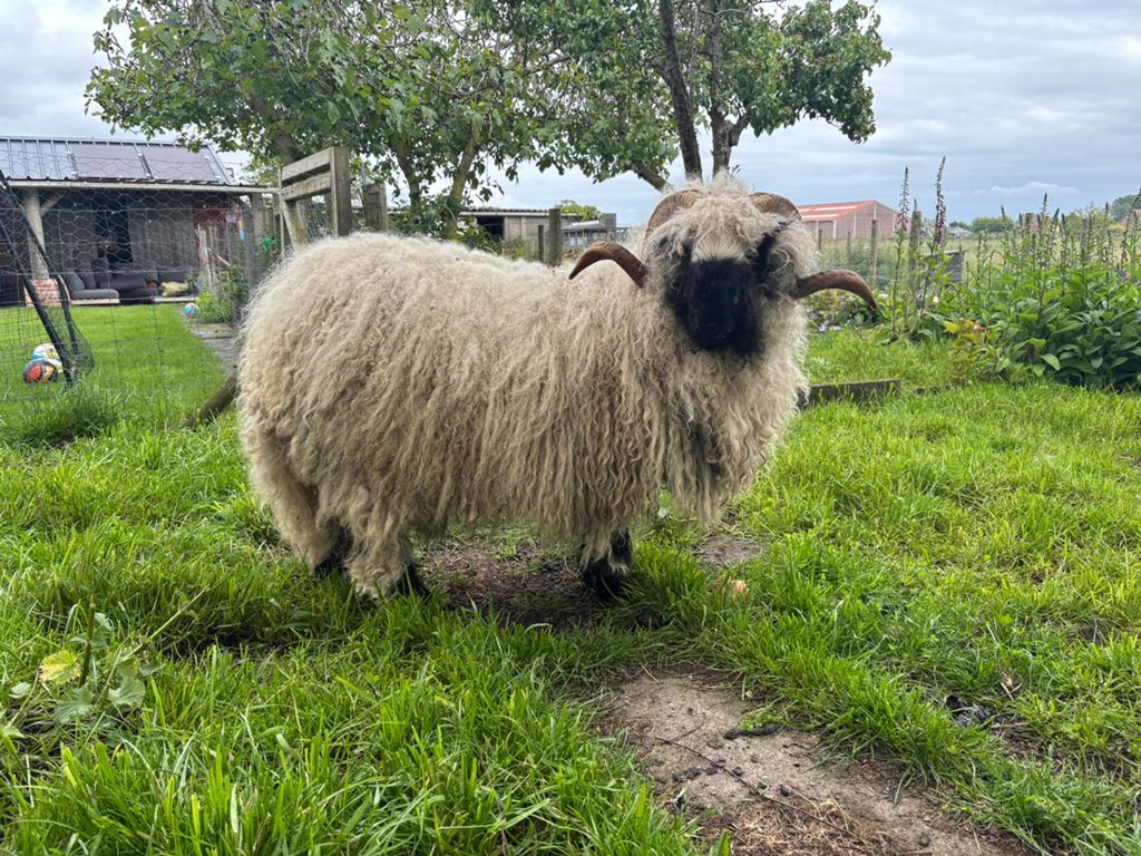 Walliser ram/bok