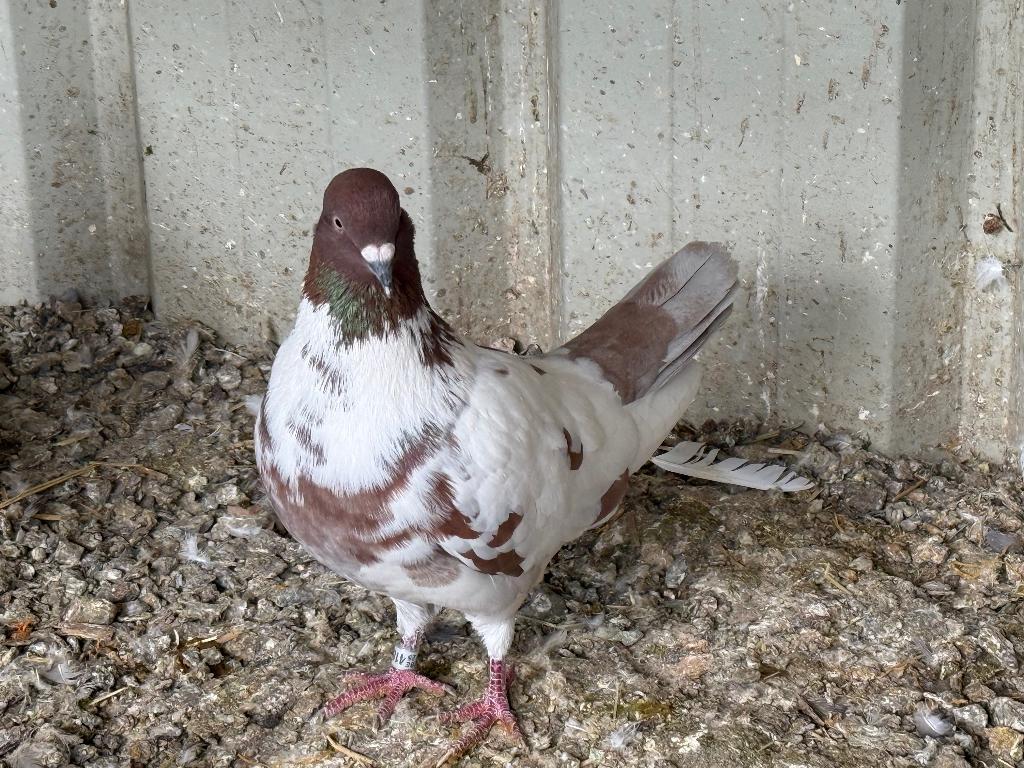 Pigeon de cour, Dieren en Toebehoren, Vogels | Duiven