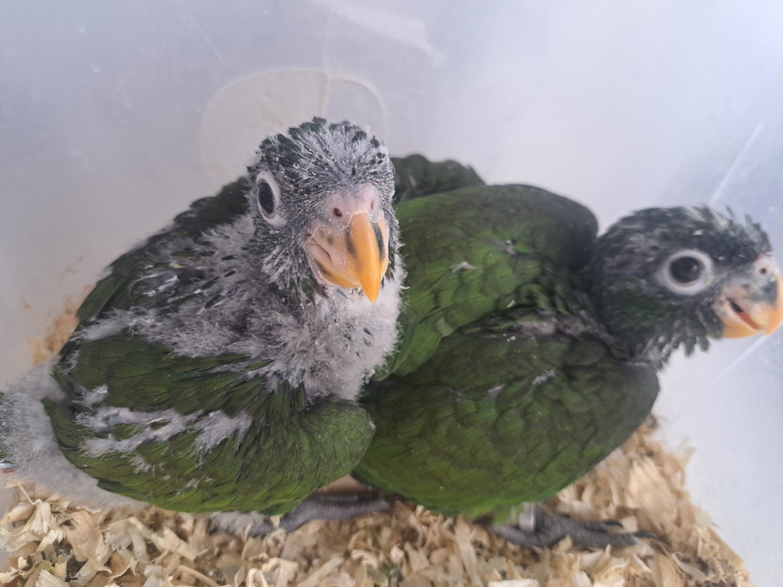 bébés perroquets pionus maximilien élevés à la main, Animaux & Accessoires