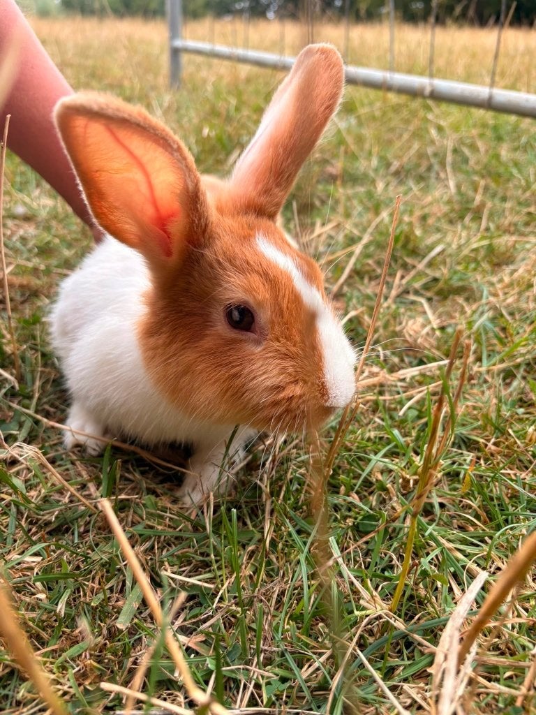 Lapin, Meerdere dieren, Middelgroot, Hangoor, 0 tot 2 jaar