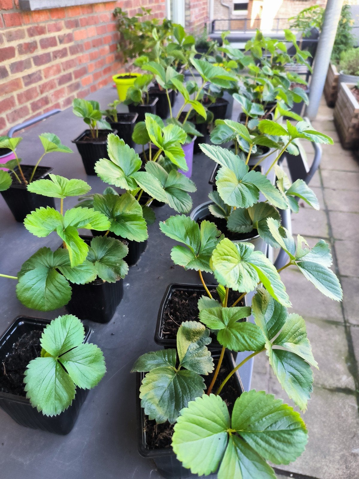 Fraisiers, Jardin & Terrasse, Enlèvement