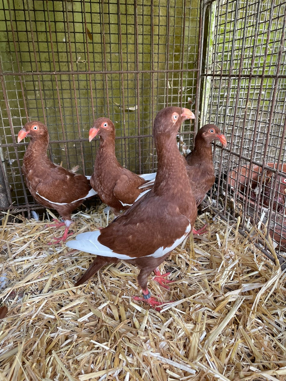 4 jonge Deense Tuimelaars, Sexe inconnu, Pigeon culbutant ou Roller