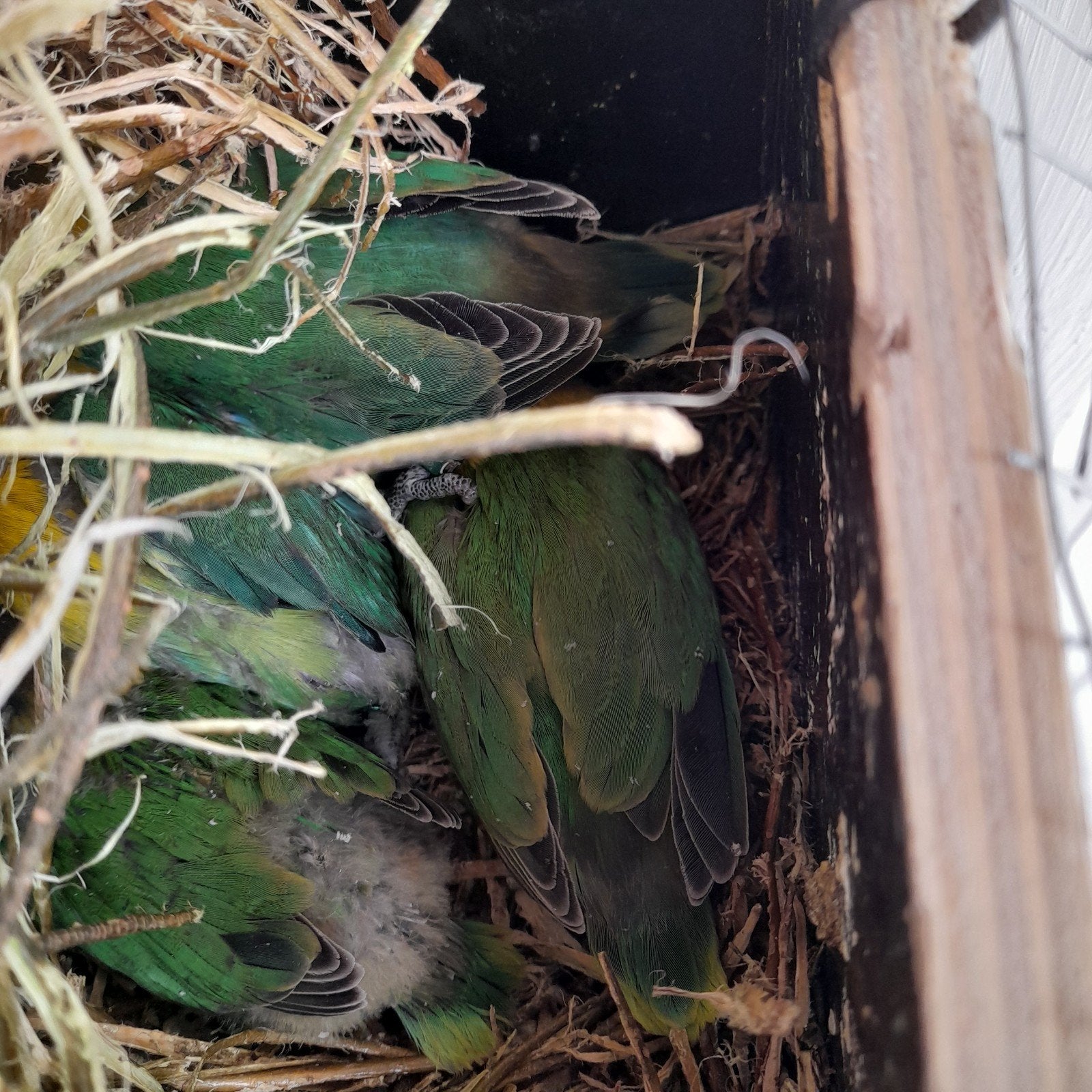 vogels, Dieren en Toebehoren