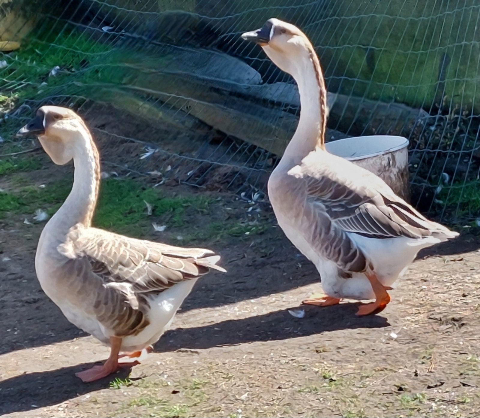 Knobbelganzen 2 wildkleur vrouwen en witte man met keelwam, Dieren en Toebehoren
