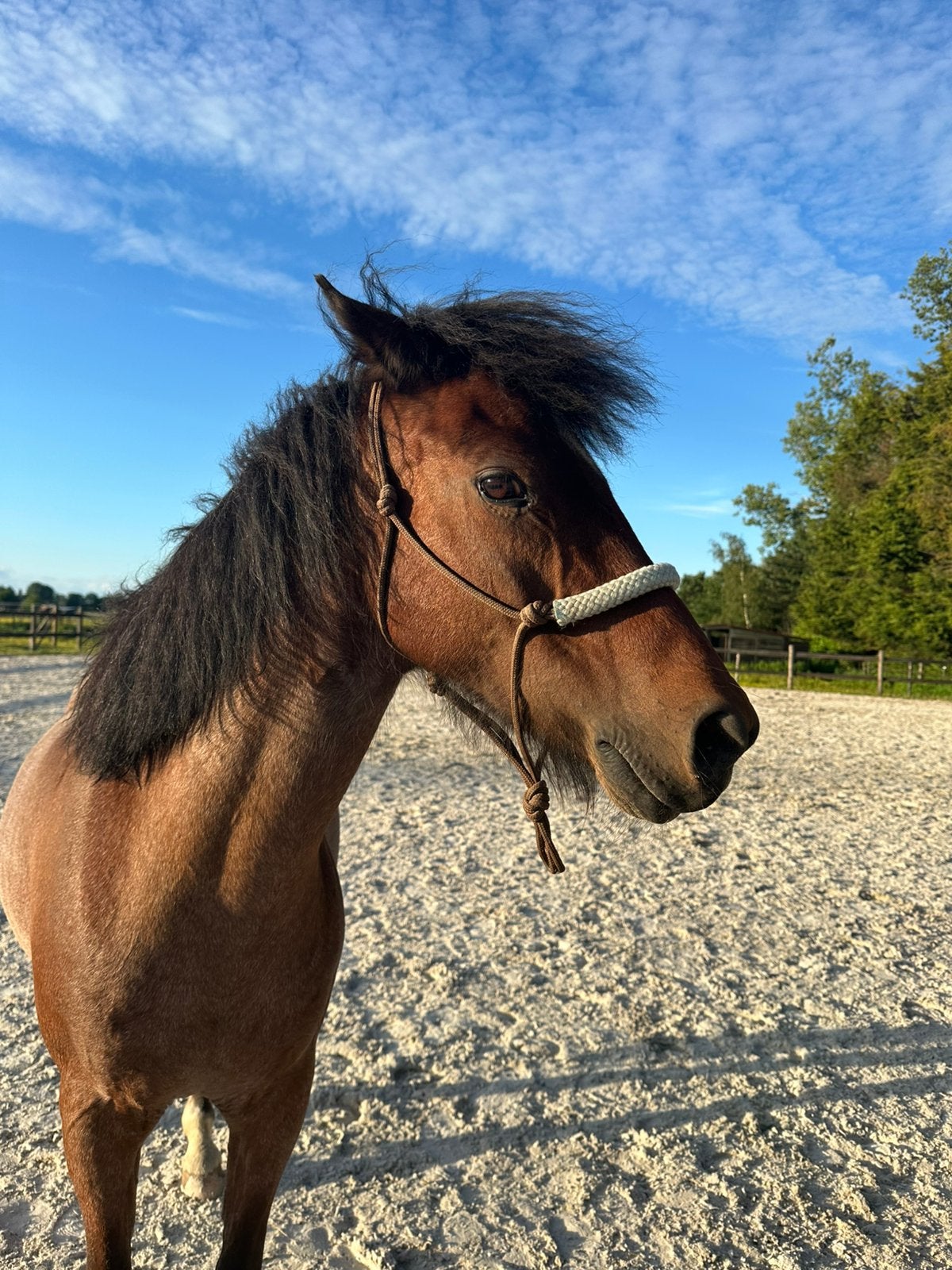 Halve stal gezocht voor lieve pony, Dieren en Toebehoren, Pony's