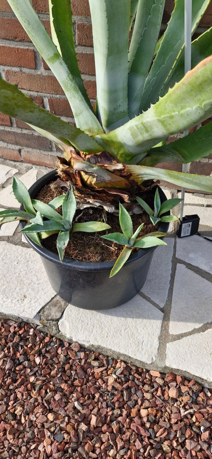 AGAVE  waarschijnlijk Americana, Tuin en Terras, Ophalen