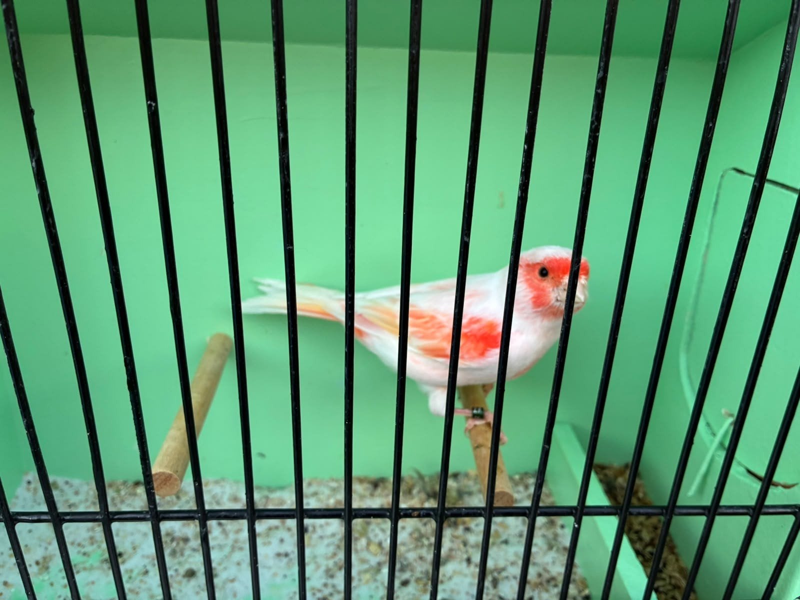 rood mozaïek, Plusieurs animaux, Canari de couleur
