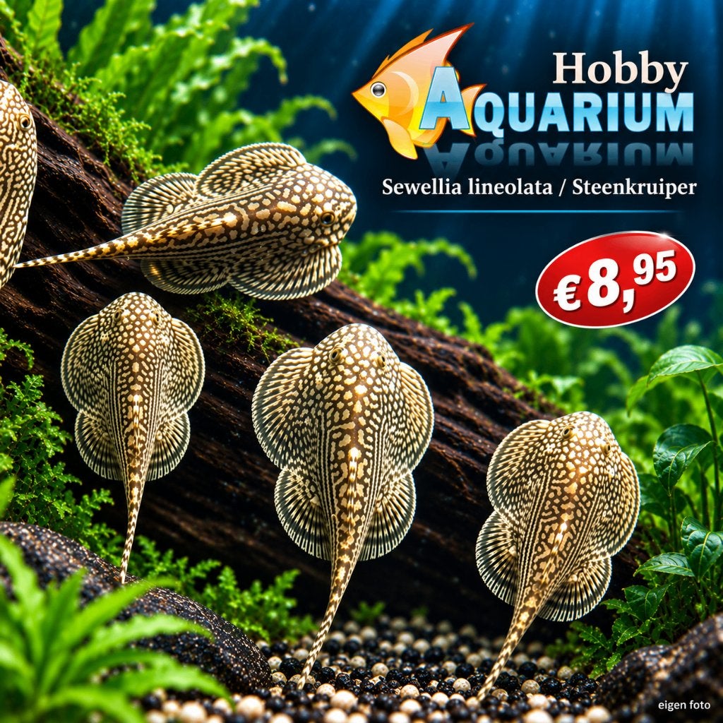 Hobbyaquarium Sewellia lineolata / steenkruiper, Animaux & Accessoires, Poissons | Poissons d'aquarium, Poisson, Poisson d'eau douce