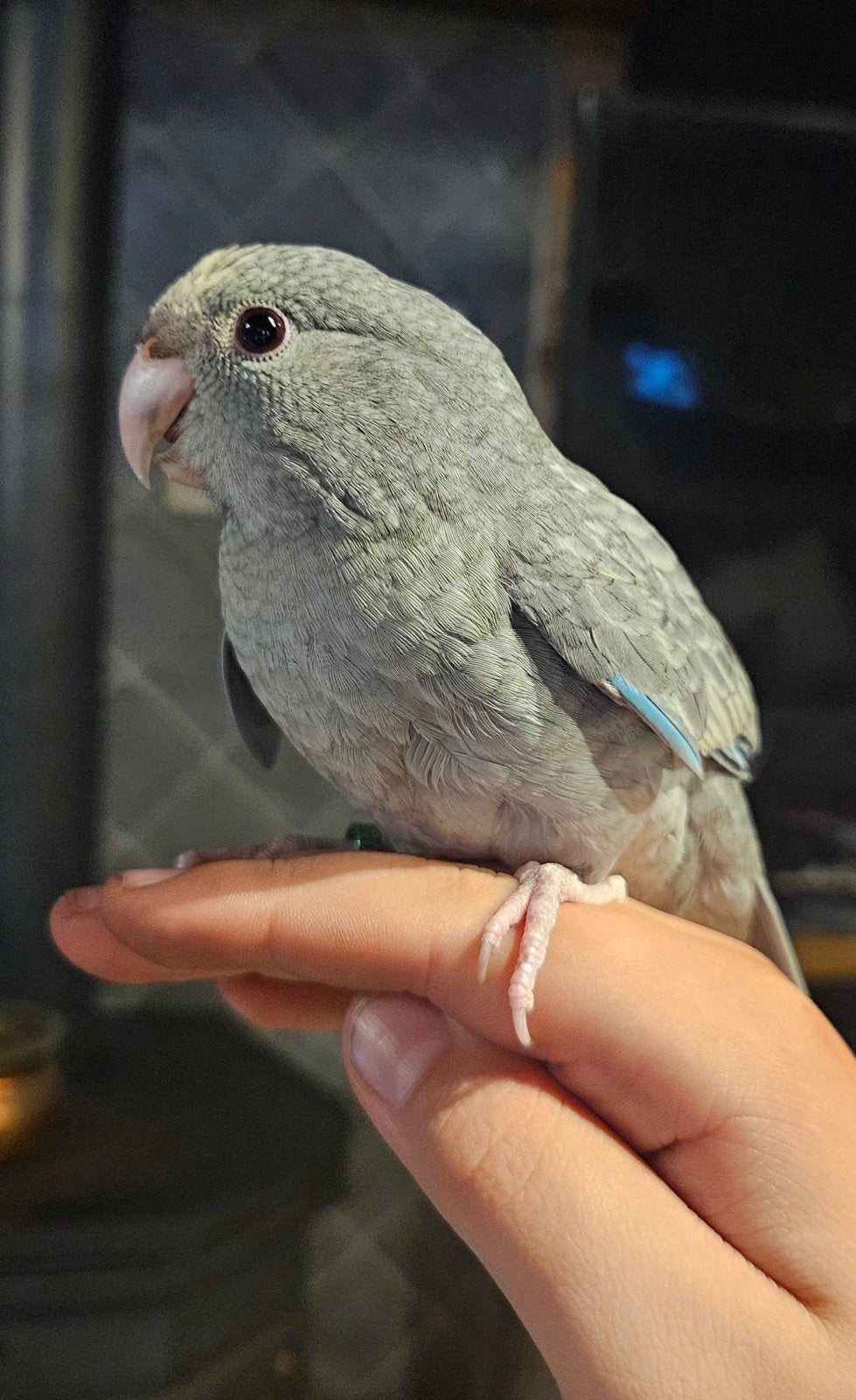 kakariki, Dieren en Toebehoren