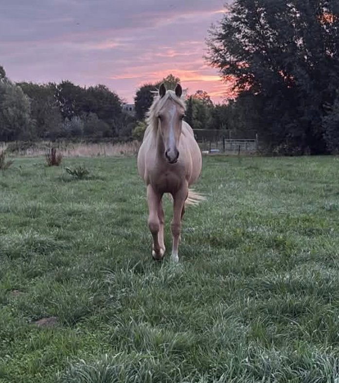 Palomino hengst, Dieren en Toebehoren, Hengst