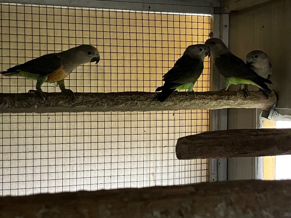 1-2 Poicephalus Rufiventris / Roodbuikpapegaai, Dieren en Toebehoren, Geringd