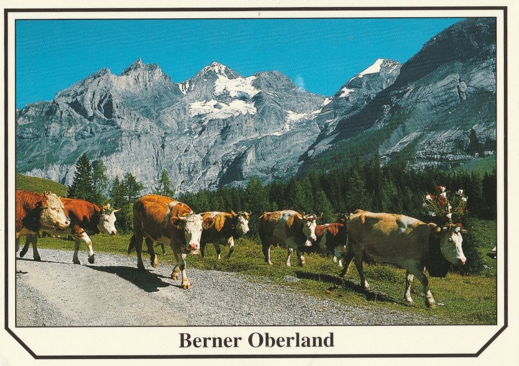 KOEIEN  in  BERNER  OBERLAND  +  Mooie postzegel !, Ophalen of Verzenden, 1980 tot heden, Gelopen, Overige soorten