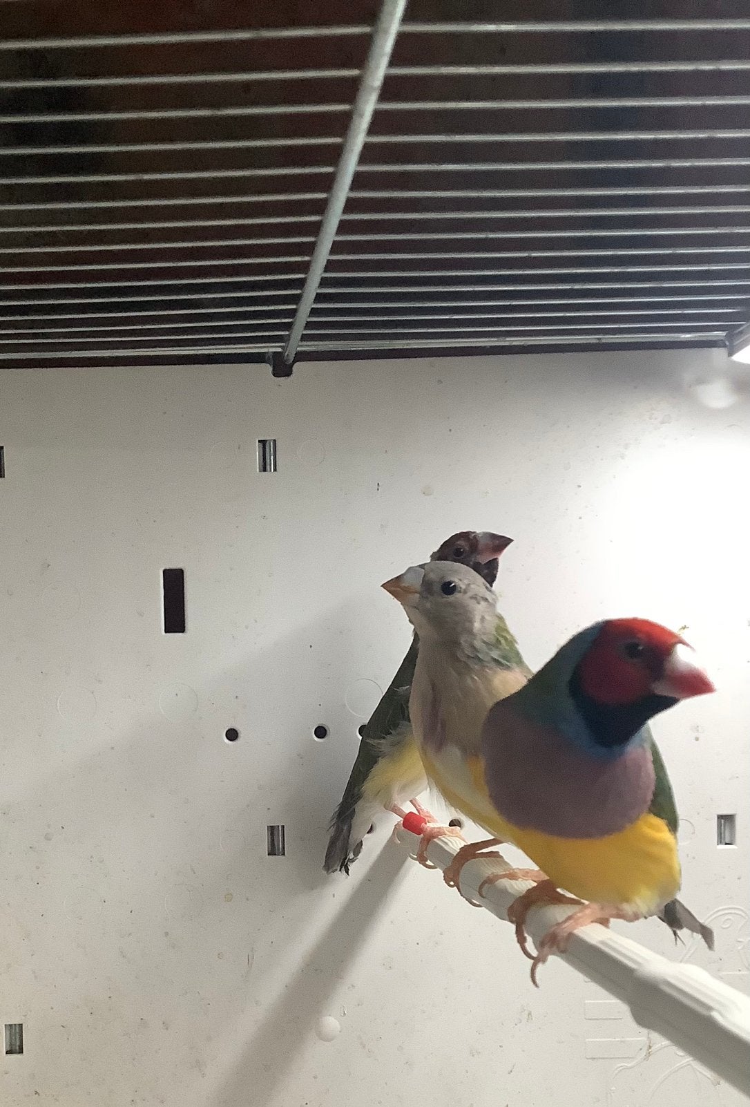 1 man gouldamadine wildkleur roodkop, lilaborst