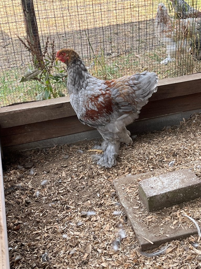 Brahma haan, Dieren en Toebehoren, Mannelijk, Kip