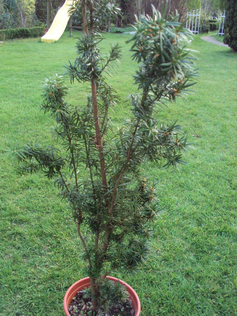 Taxus baccata 'Fastigiata' of zuiltaxus, Ophalen, Taxus