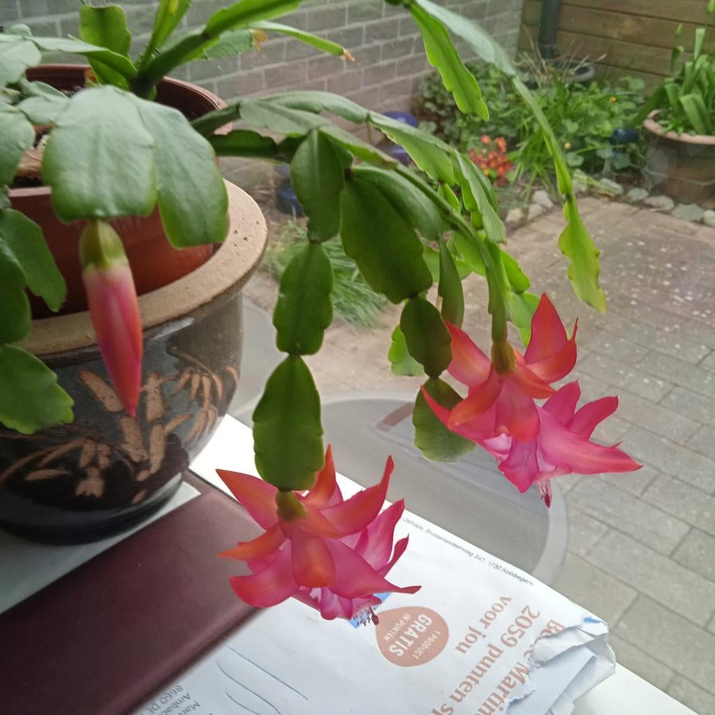 Kerstcactus die mooie bloemen geeft., Huis en Inrichting, Kamerplanten, Ophalen