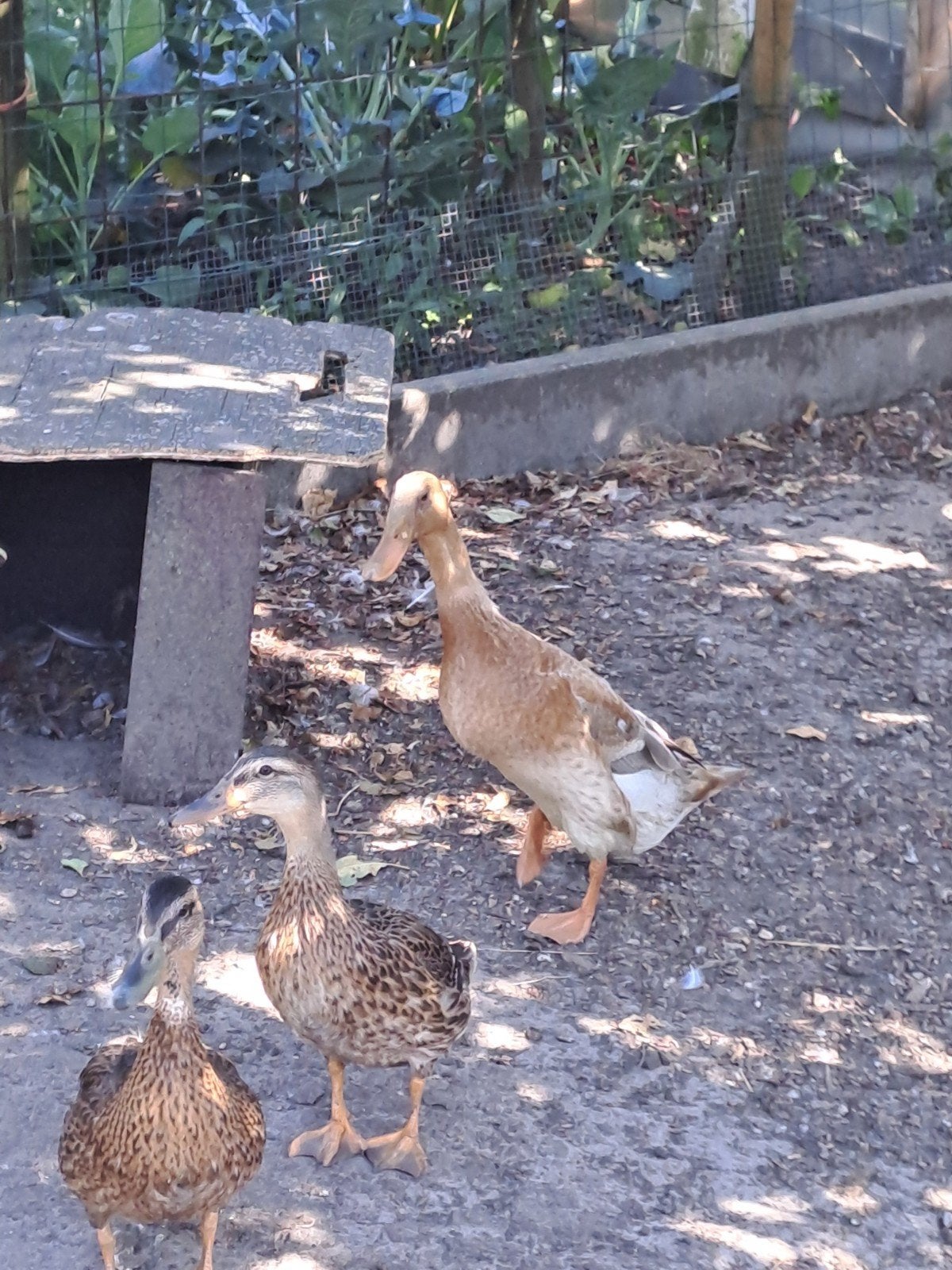 koppel loopeenden, Dieren en Toebehoren, Pluimvee