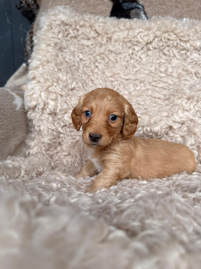 Teckel pups, Parvo, België, 8 tot 15 weken, Dwerg