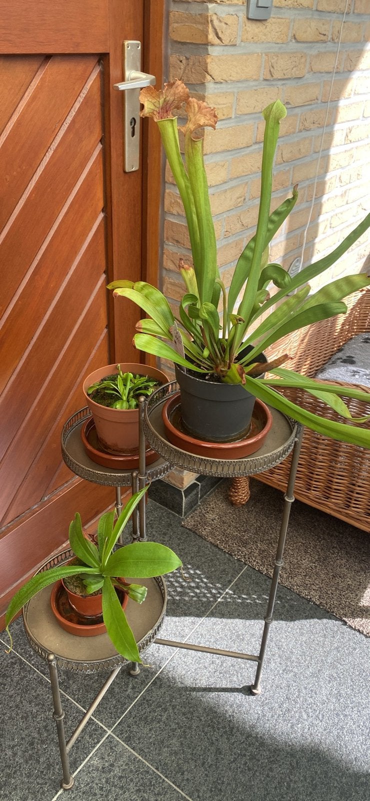 3 vleesetende planten per drie, Ophalen, Overige soorten, Volle zon