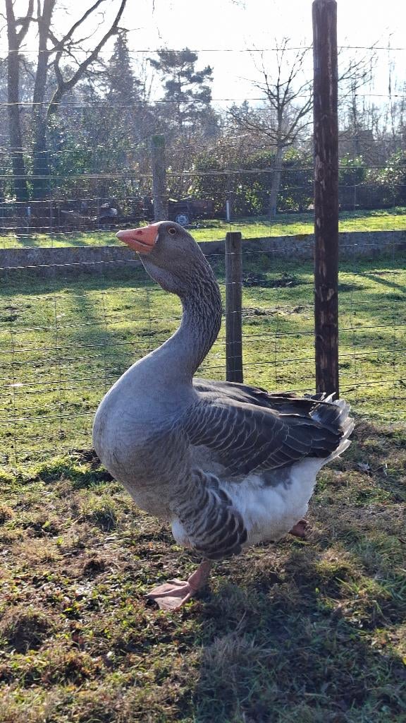Gezocht Toulouse gans (V), Dieren en Toebehoren, Pluimvee, Vrouwelijk, Gans of Zwaan