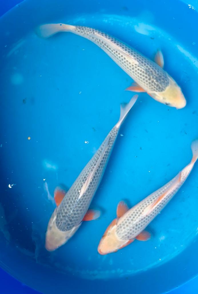 HQ Jumbo Tosai 32-37cm. Tancho, Matsuba, Asagi, Goromo, Karper of Koi