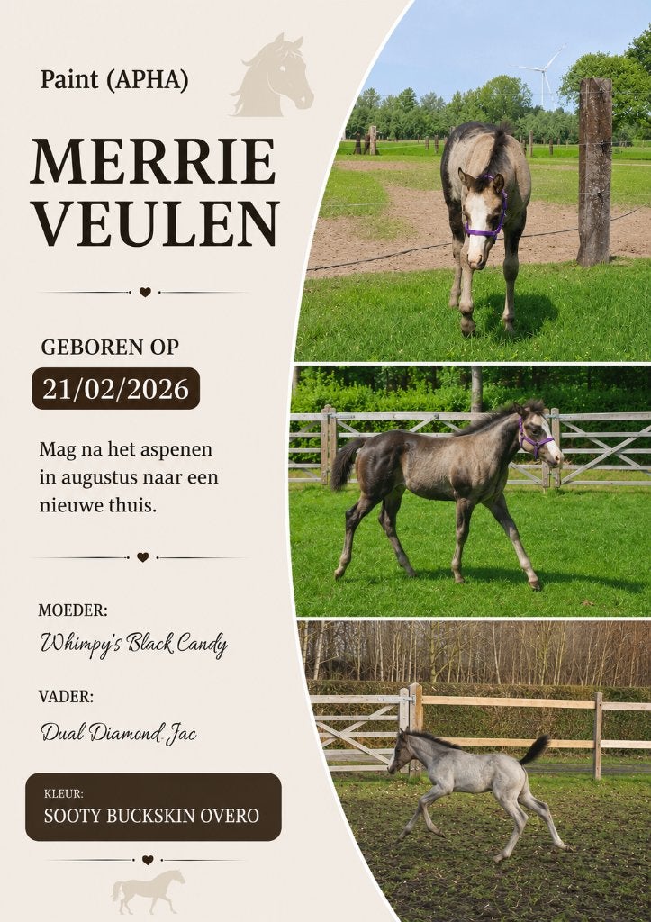 Apha paint quarter merrie veulen n, Dieren en Toebehoren, Paarden, Merrie, Minder dan 160 cm, Met stamboom, 0 tot 2 jaar