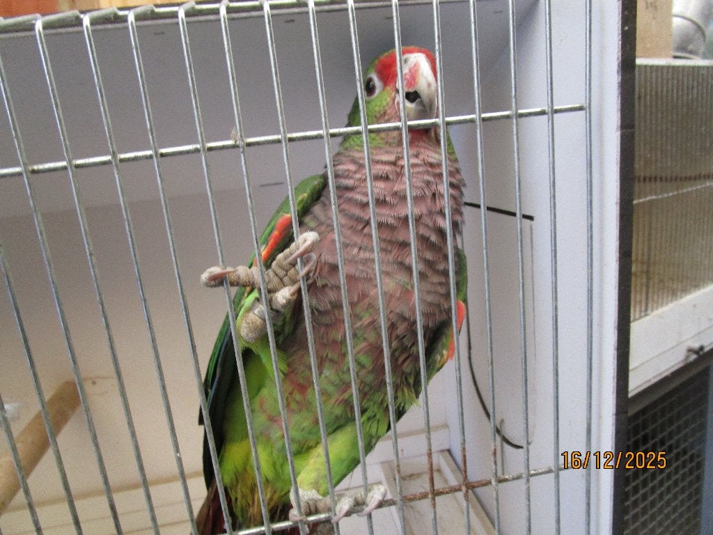 wijnborst amazone, Dieren en Toebehoren