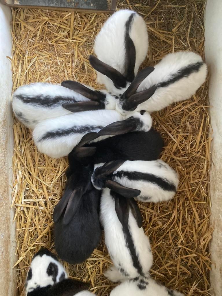 Reuzevlinder/ lotharinger, Dieren en Toebehoren, Konijnen, Meerdere dieren, Groot