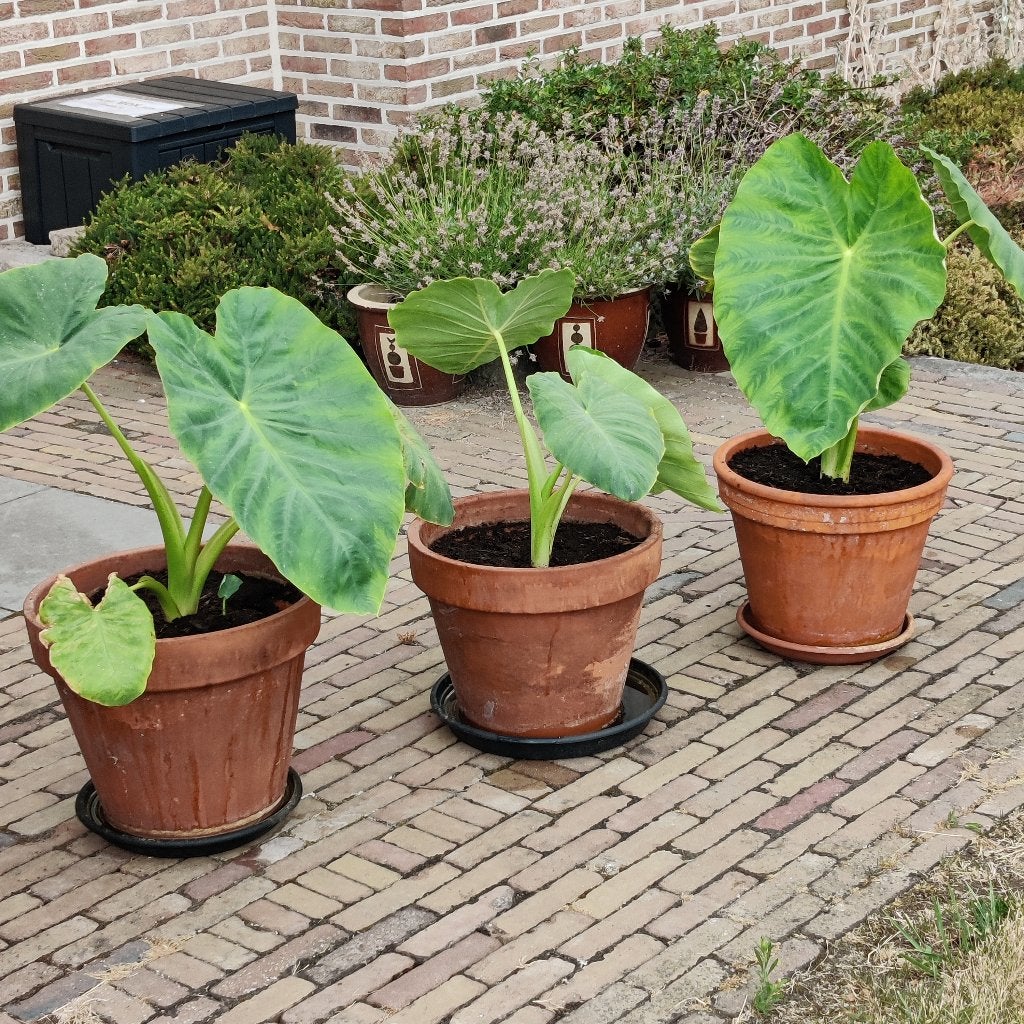Alocasia / Olifantsoor, Ophalen, Overige soorten, In pot, Minder dan 100 cm