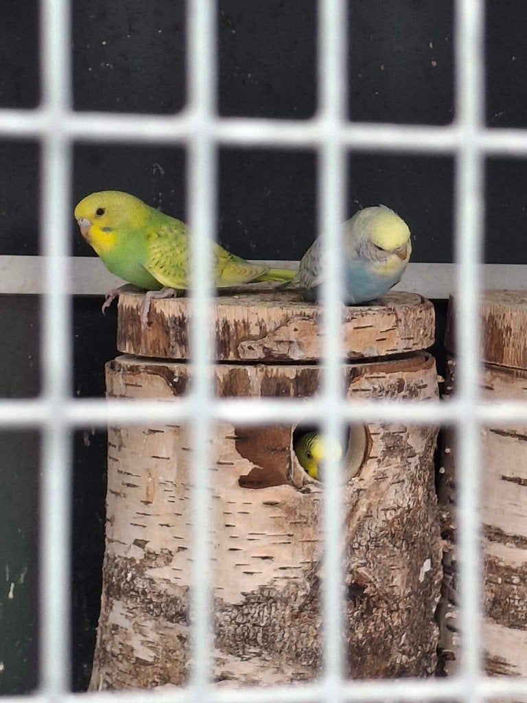2 grasparkietjes, Dieren en Toebehoren, Vogels | Parkieten en Papegaaien, Meerdere dieren, Parkiet