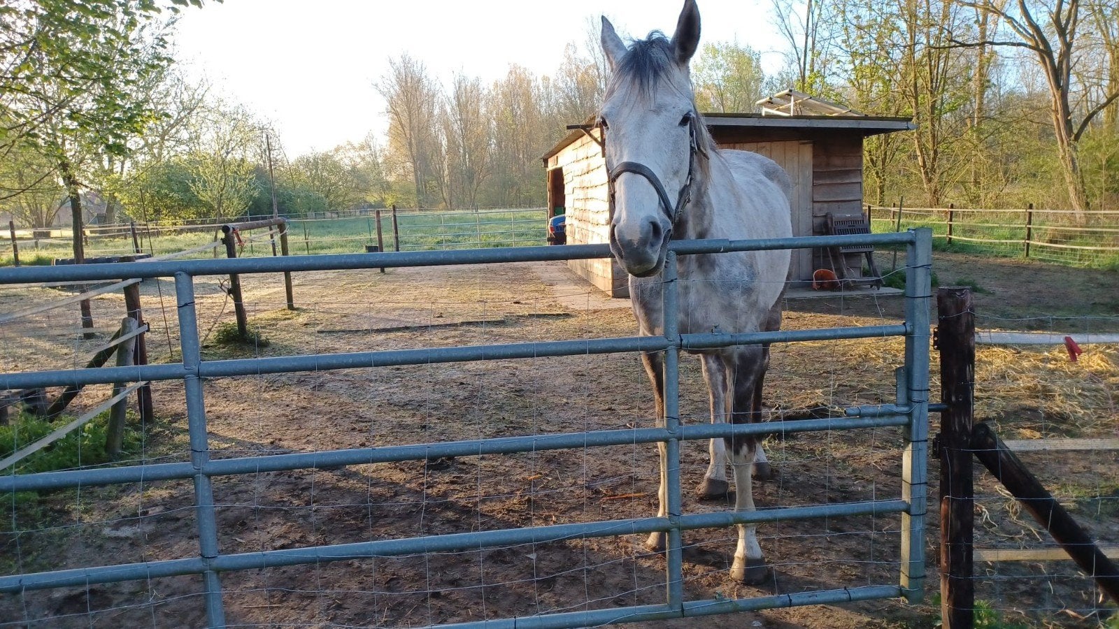 Aanhankelijke merrie, Dieren en Toebehoren, Merrie, Met stamboom, B, 7 tot 10 jaar