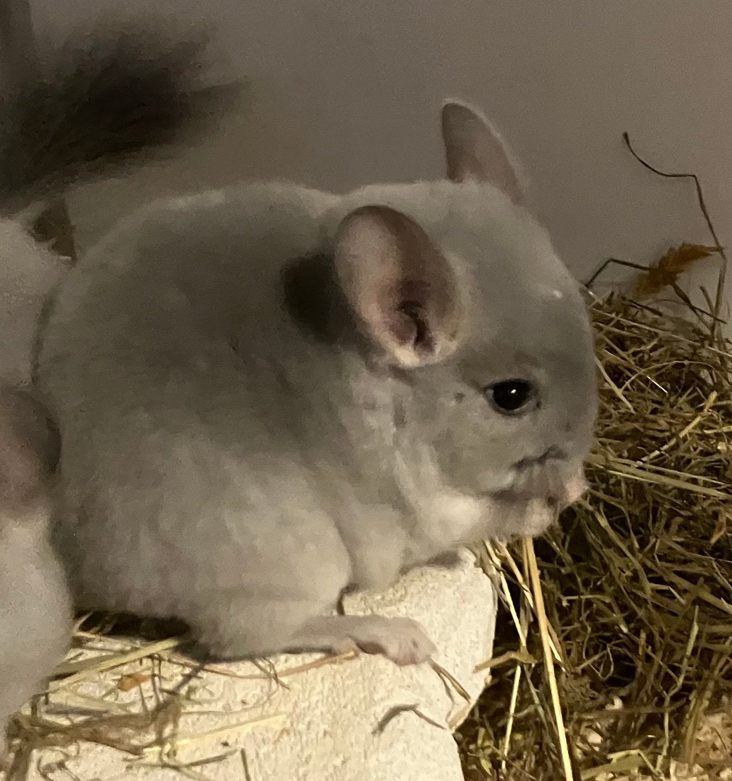 Blue diamond chinchilla bokjes, Dieren en Toebehoren, Knaagdieren, Chinchilla, Juni, Mannelijk, Tam