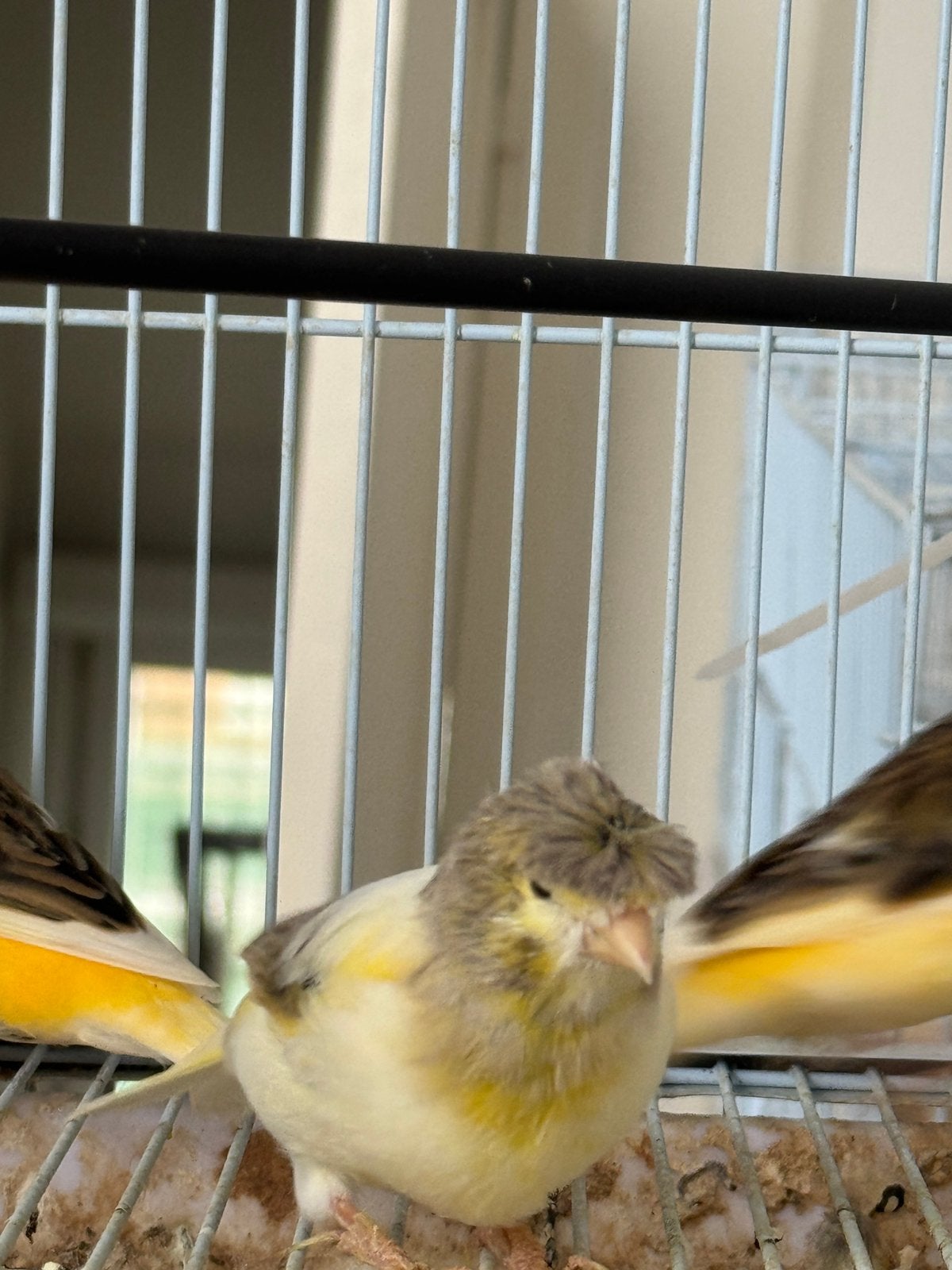 Jolis canaris huppés à vendre, Mâle