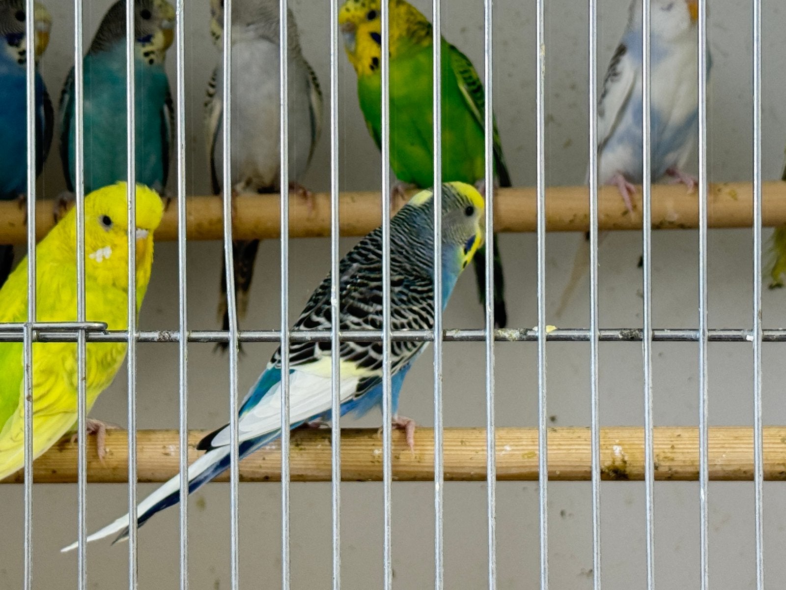 Parkiet te koop, 15 per stuk/koppel 25€, Parkiet