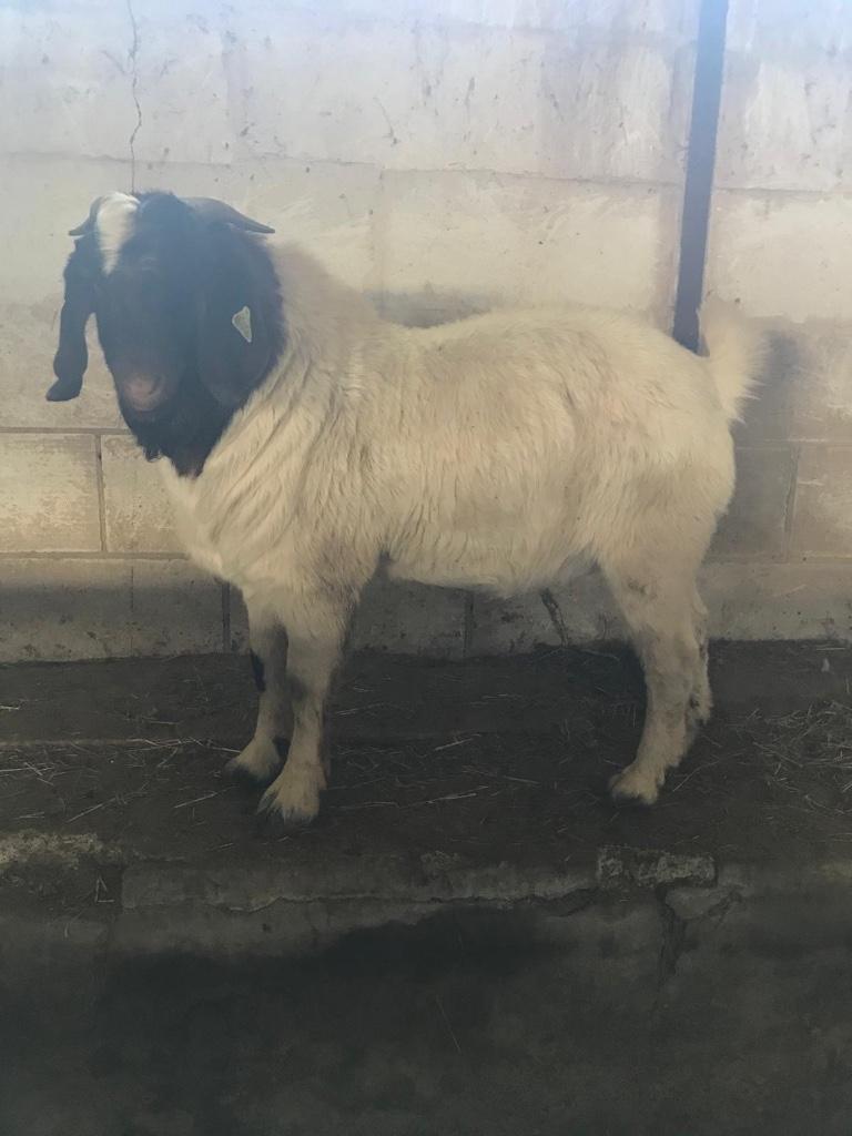 Boerbok avec stud-book, Mâle, Chèvre, 0 à 2 ans