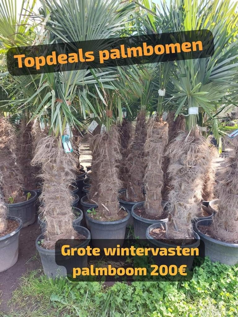 Wintervasten palmbomen