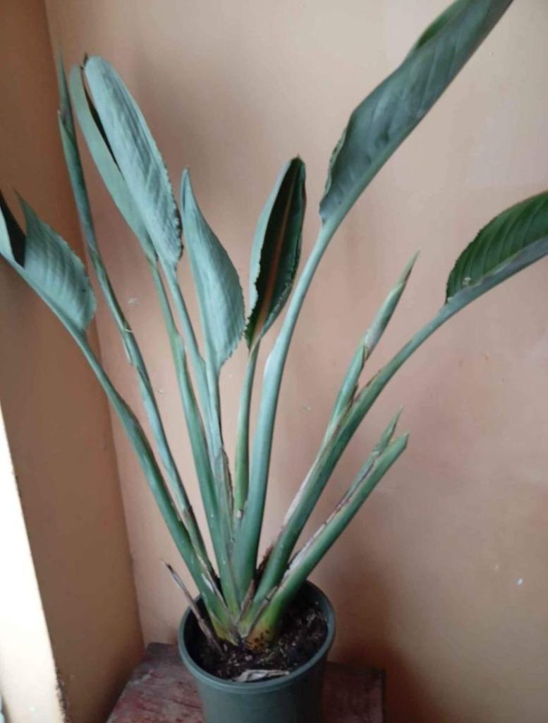 Strelitzia, Enlèvement