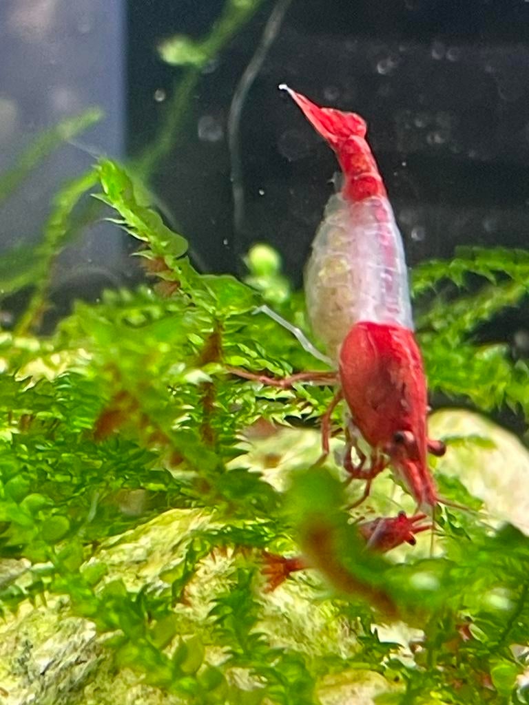 Crevettes /garnalen neocaridina red rili, Ophalen