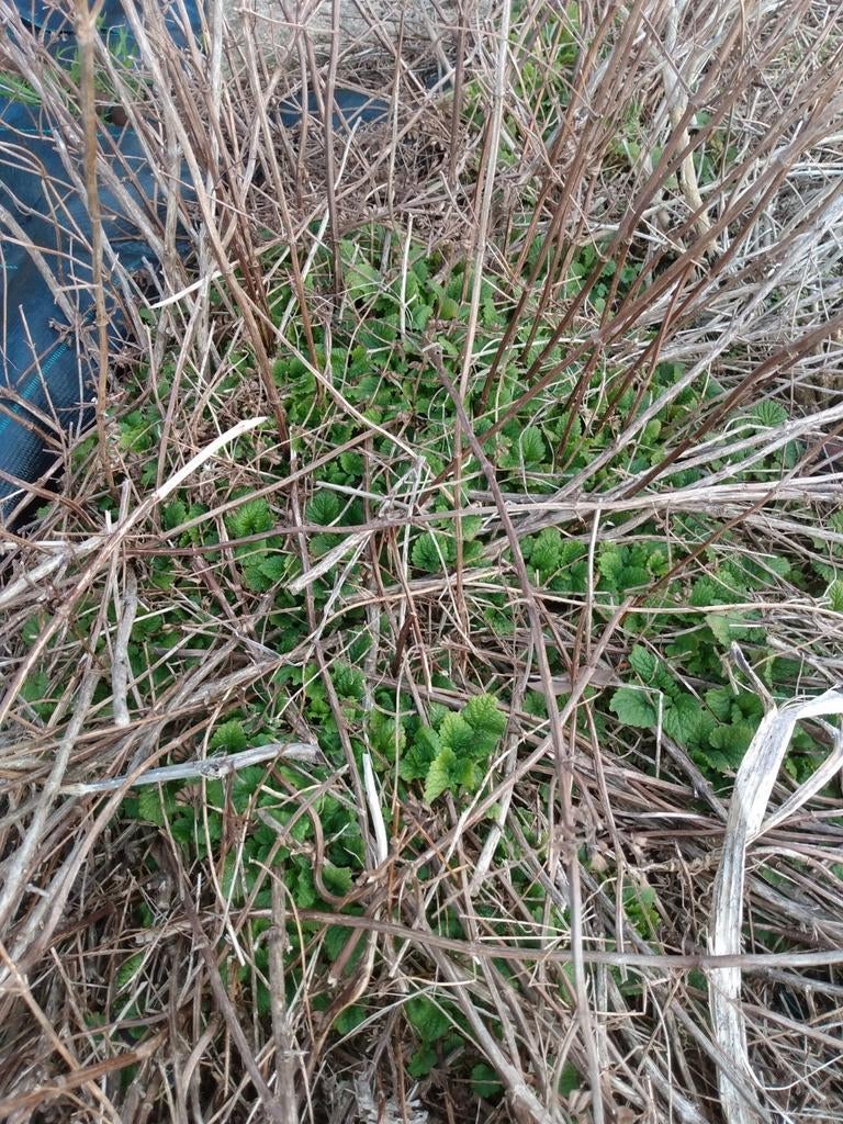 Citroenmelisse, Tuin en Terras, Planten | Tuinplanten, Ophalen