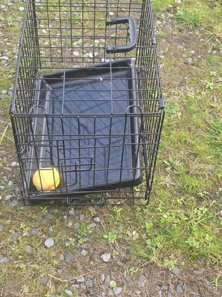 Honden bange, Dieren en Toebehoren, Ophalen of Verzenden