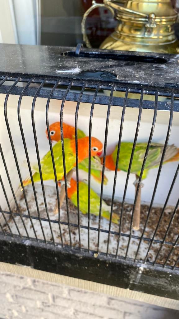 Jonge ficheries, Dieren en Toebehoren, Vogels | Parkieten en Papegaaien