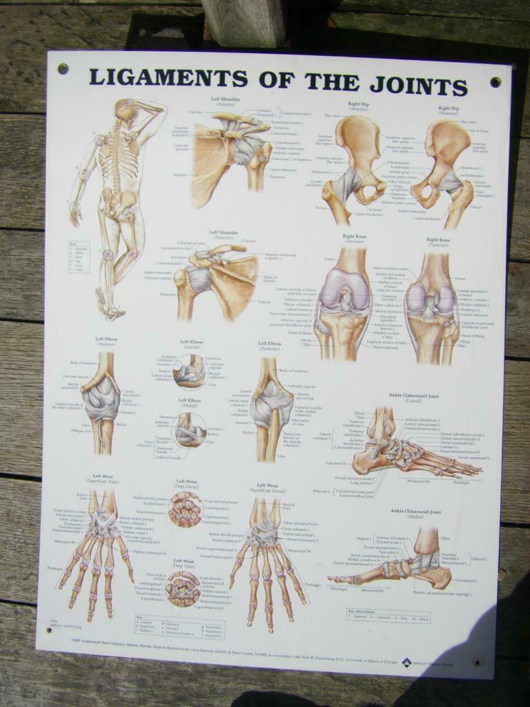 Kaart met gewrichten en ligamenten:Engelstalig., Enlèvement ou Envoi, Comme neuf