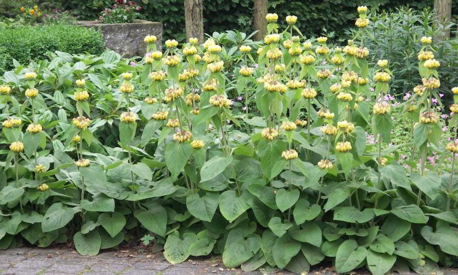 Phlomis russeliana (brandkruid) 0474712247, Tuin en Terras, Planten | Tuinplanten, Ophalen