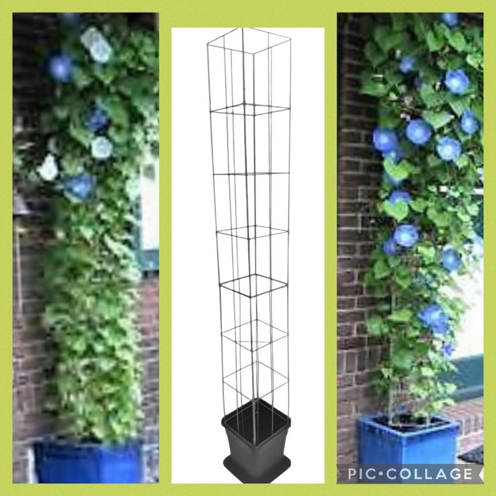 ZELF KWEKEN handige plantrekken met kwekerspot, Volle zon, Vaste plant, Ophalen of Verzenden, Klimplanten