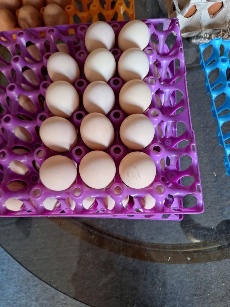 Broedeieren australorp, Dieren en Toebehoren