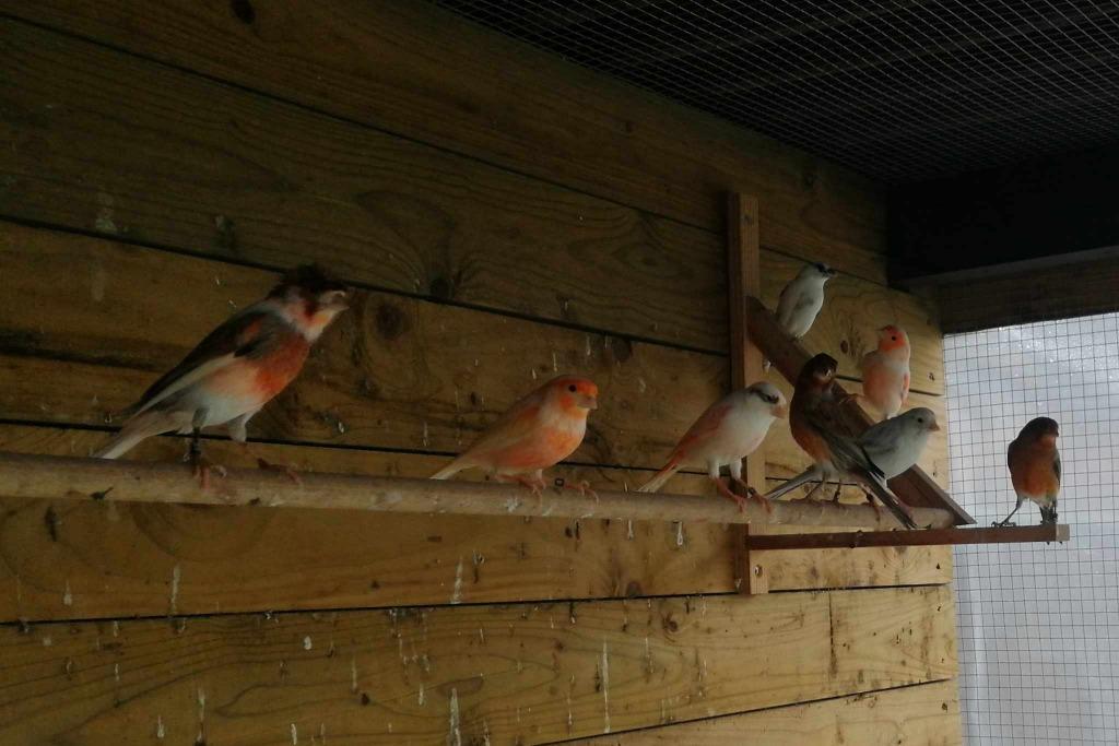 vogels Harlekijn van dit jaar .mannen en poppen /vaste prijs, Canari de posture