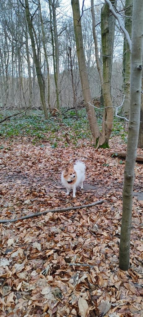 Cherche personne pour garder un petit chien, Animaux & Accessoires, Mars